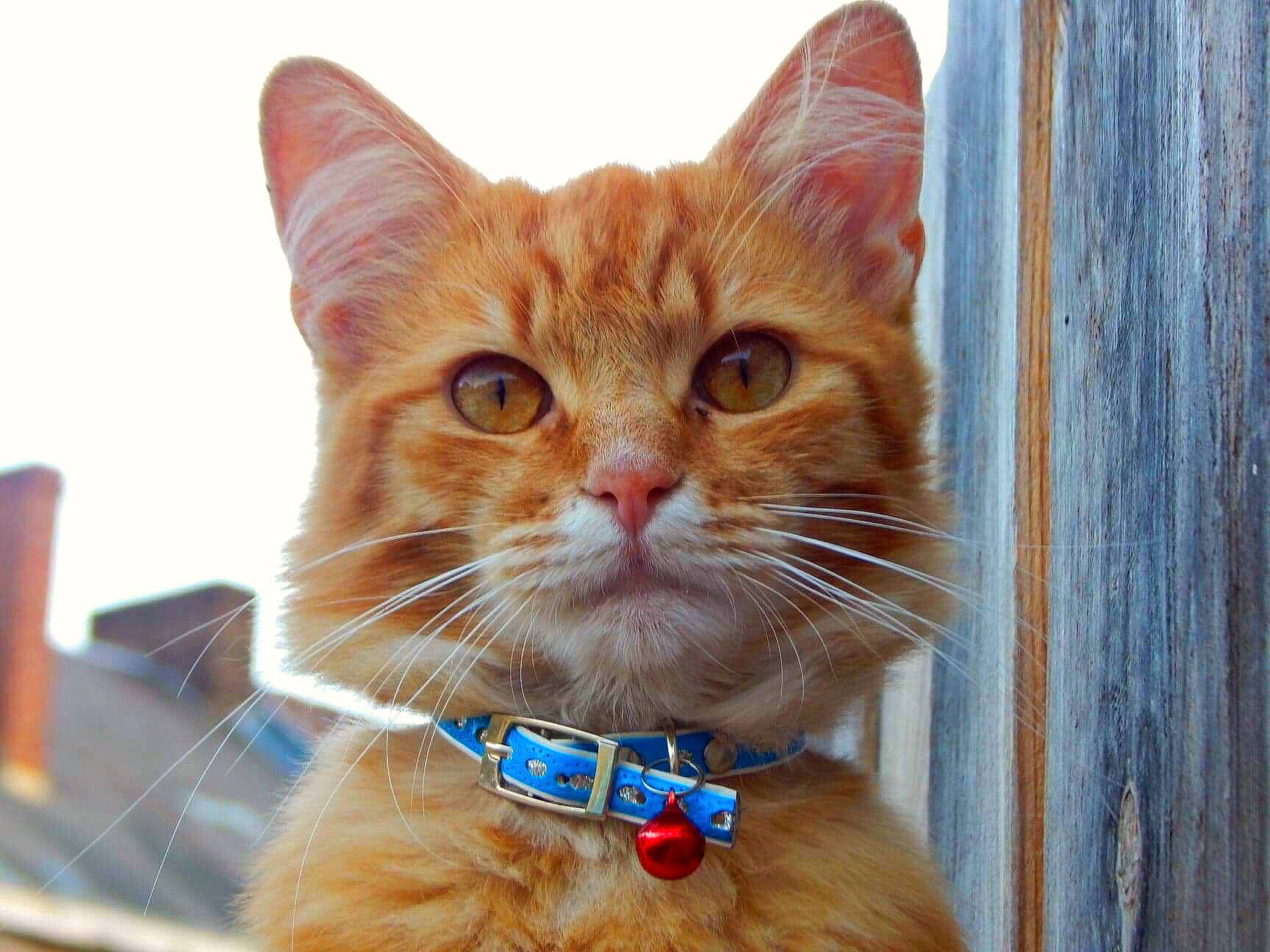 Garfield participe au concours pour gagner de l'argent avec cette photo : carnivore, cat, claw, close_up, collar, domestic_short_haired_cat, ear, fawn, felidae, fur, gesture, iris, nose, paw, pet_supply, small_to_medium_sized_cats, snout, whiskers, window, wood