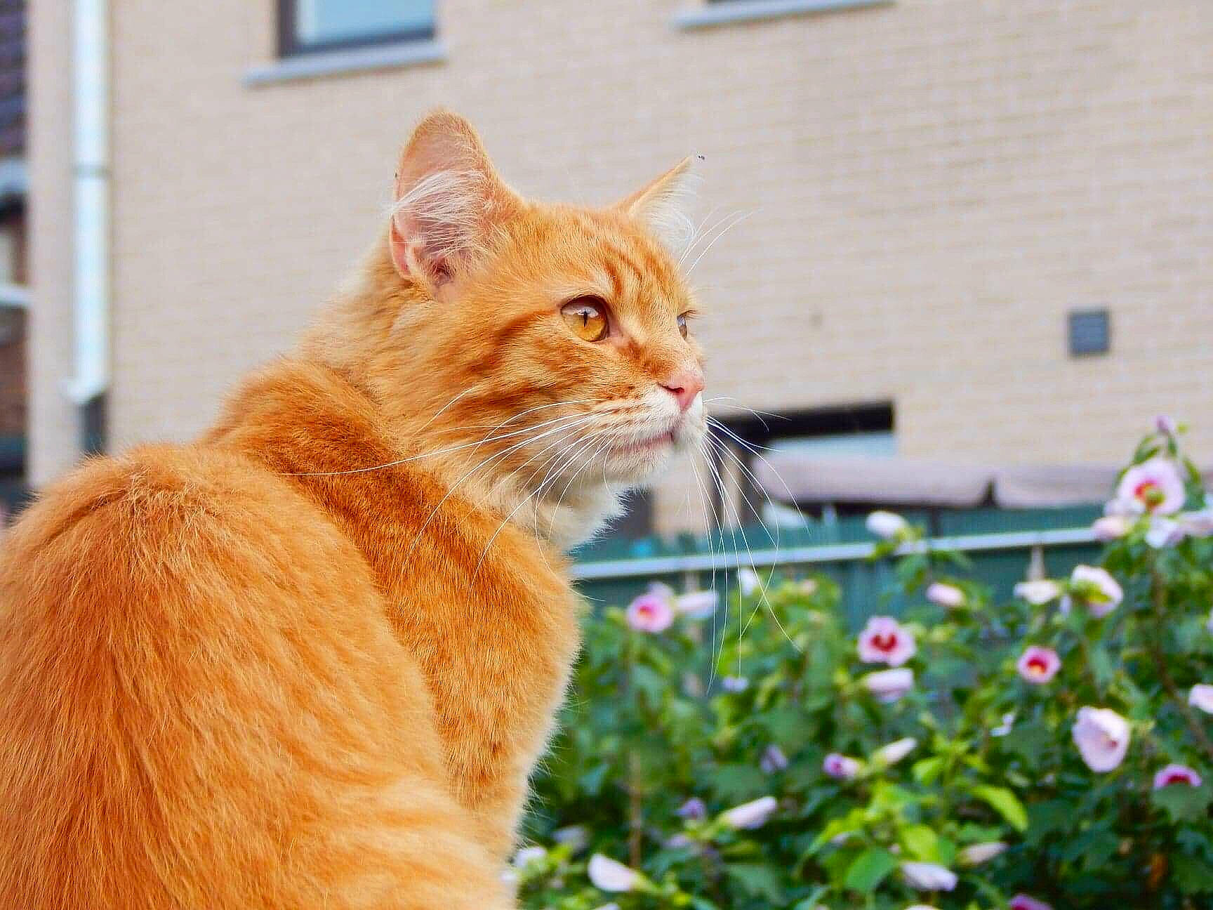 Garfield a rejoint le concours — aidez-le/la à gagner de superbes lots ! carnivore, cat, domestic_short_haired_cat, eye, fawn, felidae, flower, fur, grass, orange, petal, plant, rose, small_to_medium_sized_cats, snout, tail, tree, whiskers, window, wood