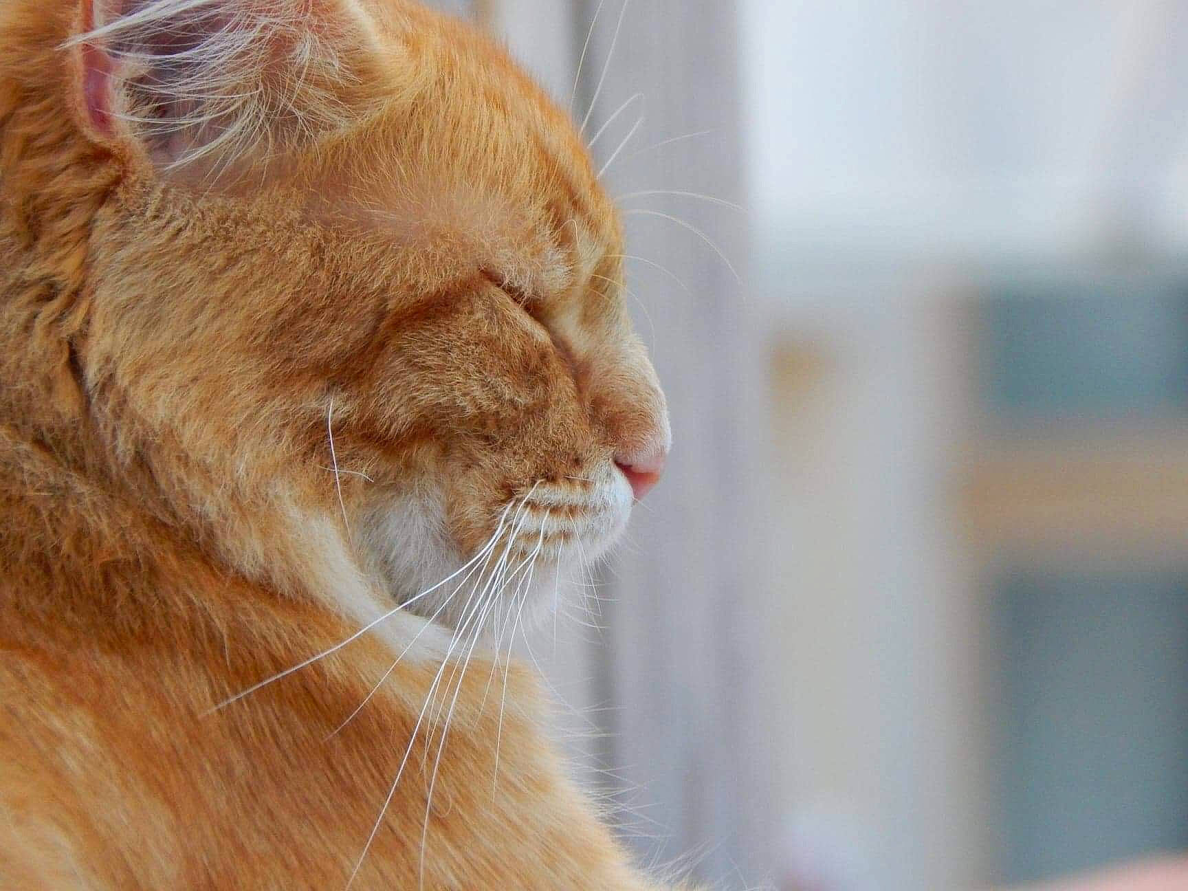 Garfield participe au concours pour gagner de l'argent avec cette photo : carnivore, cat, domestic_short_haired_cat, fawn, felidae, fur, small_to_medium_sized_cats, snout, tail, terrestrial_animal, whiskers, wildlife, window, wood