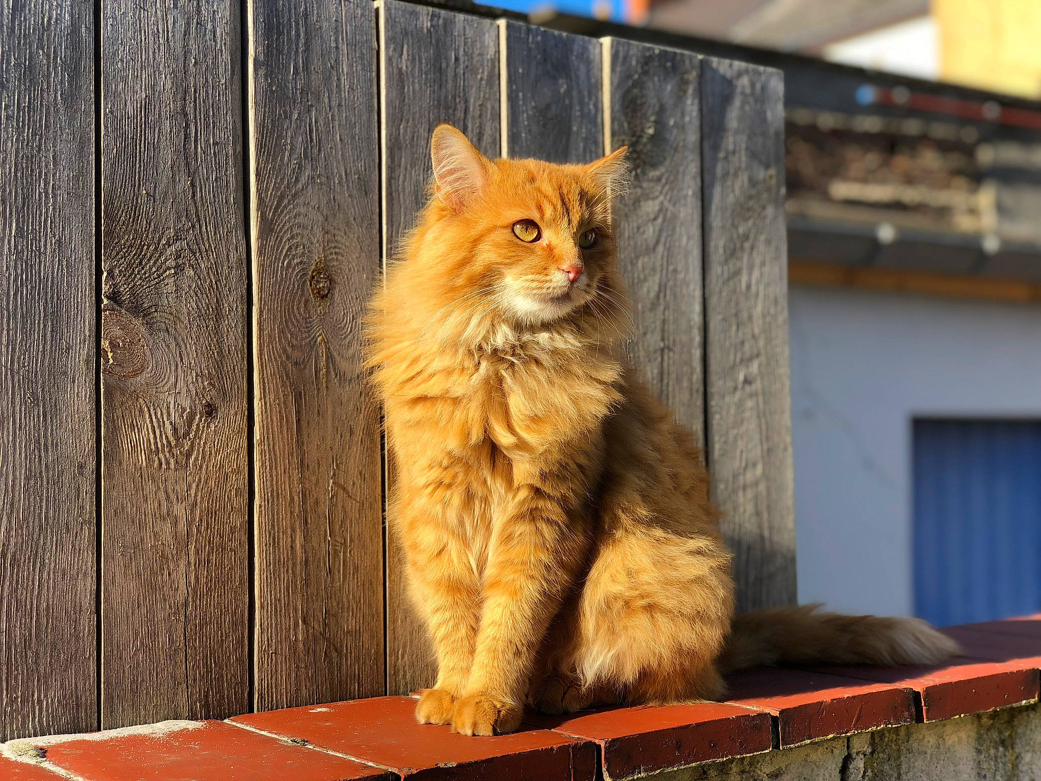 Garfield participe au concours pour gagner de l'argent avec cette photo : box, carnivore, cat, domestic_short_haired_cat, eye, fawn, felidae, fur, metal, orange, road_surface, sitting, small_to_medium_sized_cats, snout, street, tail, tree, whiskers, window, wood