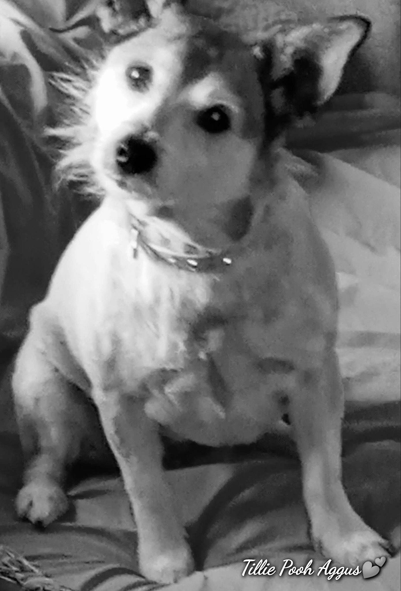 Tillie Pooh joined the competition — help win amazing prizes! black, black_and_white, carnivore, companion_dog, dog, dog_breed, ear, fawn, happy, monochrome, monochrome_photography, paw, snout, sporting_group, street_dog, style, toy_dog, whiskers, white, working_animal