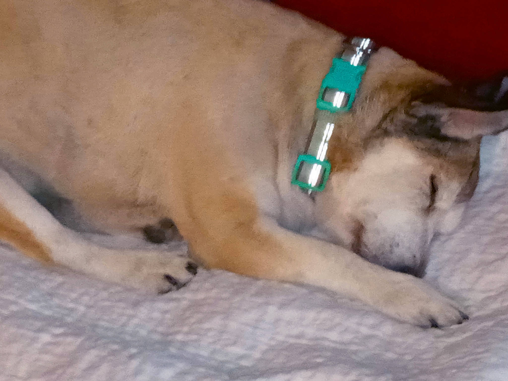 Tillie Pooh joined the competition — help win amazing prizes! canidae, carnivore, clock, collar, comfort, companion_dog, dog, dog_breed, dog_collar, dog_supply, fawn, foot, fur, paw, pet_supply, snout, sporting_group, tail, whiskers, working_animal