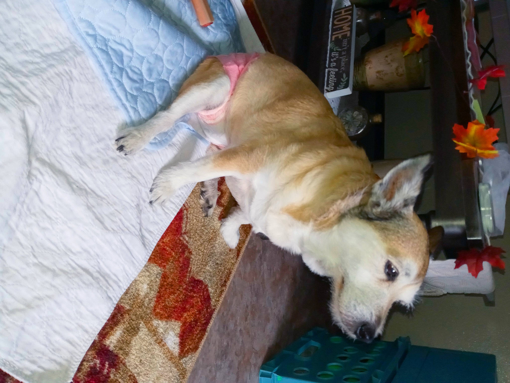 Tillie Pooh joined the competition — help win amazing prizes! animal_shelter, carnivore, comfort, companion_dog, dog, dog_breed, dog_supply, fawn, flooring, flowerpot, fur, houseplant, non_sporting_group, pet_supply, snout, tail, toy_dog, whiskers, wood, working_animal