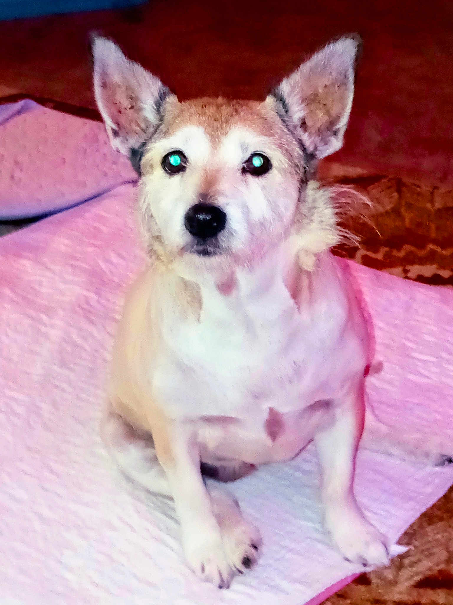 Tillie Pooh