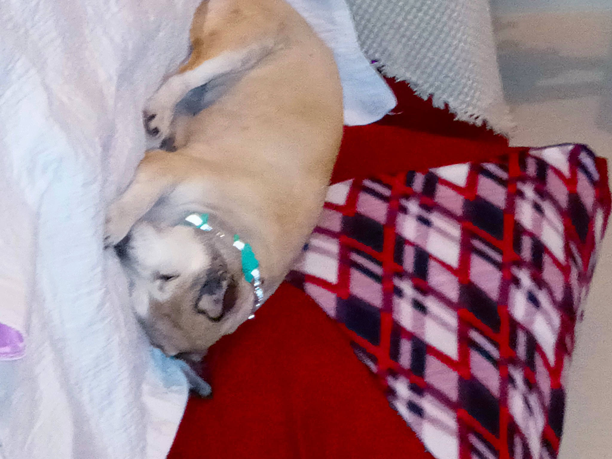 Tillie Pooh joined the competition — help win amazing prizes! carnivore, collar, comfort, companion_dog, couch, dog, dog_breed, dog_collar, dog_supply, fawn, fur, linens, pattern, paw, pet_supply, plaid, sporting_group, tartan, whiskers, working_animal