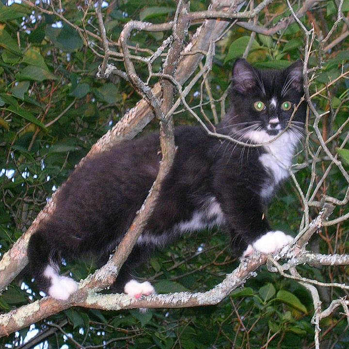 Warren is registered to the contest to win money with this photo: asian, branch, carnivore, cat, domestic_short_haired_cat, felidae, mammal, plant, small_to_medium_sized_cats, tree, vertebrate, whiskers, wild_cat, wildlife