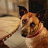 animal, blue_eyes, brown_fur, canine, close_up, collar, companion, curious, dog, domestic_animal, ears_up, floor_tiles, furniture, household, indoor, looking_back, pet, portrait, table, wooden_table