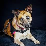 Kyra a rejoint le concours — aidez-le/la à gagner de superbes lots ! animal, black_background, blue_eyes, canine, close_up, collar, dog, domestic_animal, ears, fur, harness, indoor, leash, looking_at_camera, lying_down, paws, pet, portrait, resting, studio