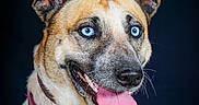 Kyra participe au concours pour gagner de l'argent avec cette photo : alert, animal, black_background, blue_eyes, canine, closeup, collar, dog, domestic_animal, ears, friendly, fur, harness, looking_away, muzzle, pet, pink_tongue, portrait, snout, tongue_out