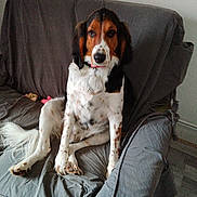 Timotee a rejoint le concours — aidez-le/la à gagner de superbes lots ! animal, canine, collar, companion, couch, dog, domestic, ears, fur, gray, home, indoor, looking, paw, pet, relaxed, sitting, snout, tail, tricolor
