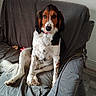 animal, canine, collar, companion, couch, dog, domestic, ears, fur, gray, home, indoor, looking, paw, pet, relaxed, sitting, snout, tail, tricolor
