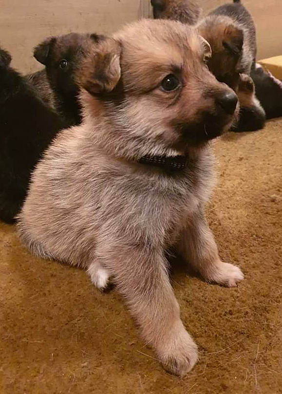 Snow participe au concours pour gagner de l'argent avec cette photo : canidae, carnivore, chihuahua, companion_dog, dog, dog_breed, fawn, firefighter, fur, puppy, sporting_group, street_dog, terrestrial_animal, toy_dog, whiskers, wildlife, working_animal