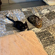 Pipa Et Luna a rejoint le concours — aidez-le/la à gagner de superbes lots ! accessories, animal, bag, bed, bedroom, bedsheet, blanket, cat, cushion, furniture, handbag, homedecor, indoors, kitten, pet, quilt, room