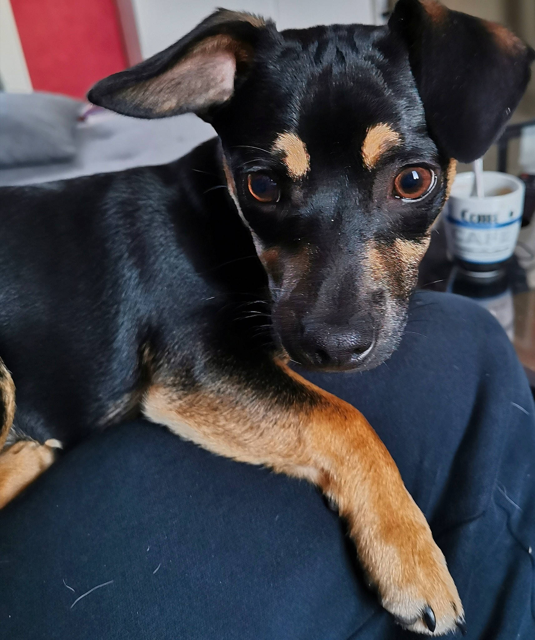 Pépite participe au concours pour gagner de l'argent avec cette photo : black_and_tan_terrier, canidae, carnivore, dog, dog_breed, english_toy_terrier, feist, german_pinscher, mammal, manchester_terrier, miniature_pinscher, pinscher, potcake_dog, prazsky_krysarik, puppy, rare_breed_dog, snout, toy_dog, toy_manchester_terrier, vertebrate
