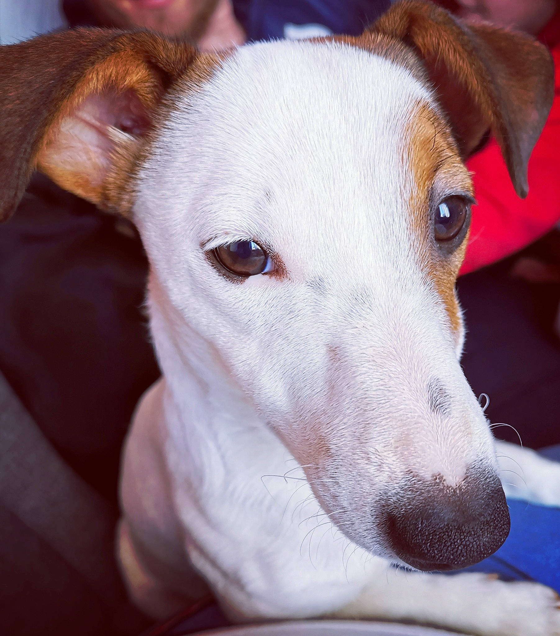 Princesse a rejoint le concours — aidez-le/la à gagner de superbes lots ! canidae, carnivore, dog, dog_breed, ear, fawn, greyhound, ibizan_hound, italian_greyhound, mammal, nose, rampur_greyhound, rare_breed_dog, snout, vertebrate, whippet, whiskers