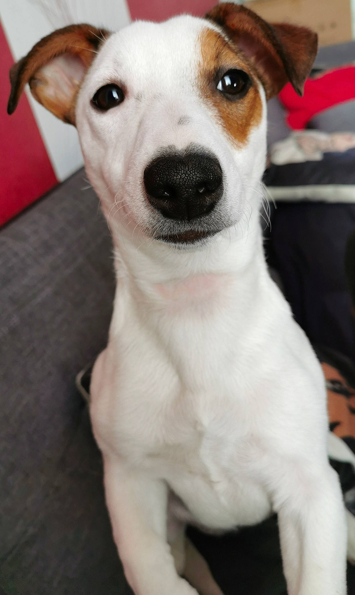Princesse participe au concours pour gagner de l'argent avec cette photo : ancient_dog_breeds, canidae, carnivore, companion_dog, dog, dog_breed, feist, fox_terrier, irishjacks, jack_russell_terrier, mammal, miniature_fox_terrier, parson_russell_terrier, puppy, rare_breed_dog, russell_terrier, snout, teddy_roosevelt_terrier, tenterfield_terrier, vertebrate