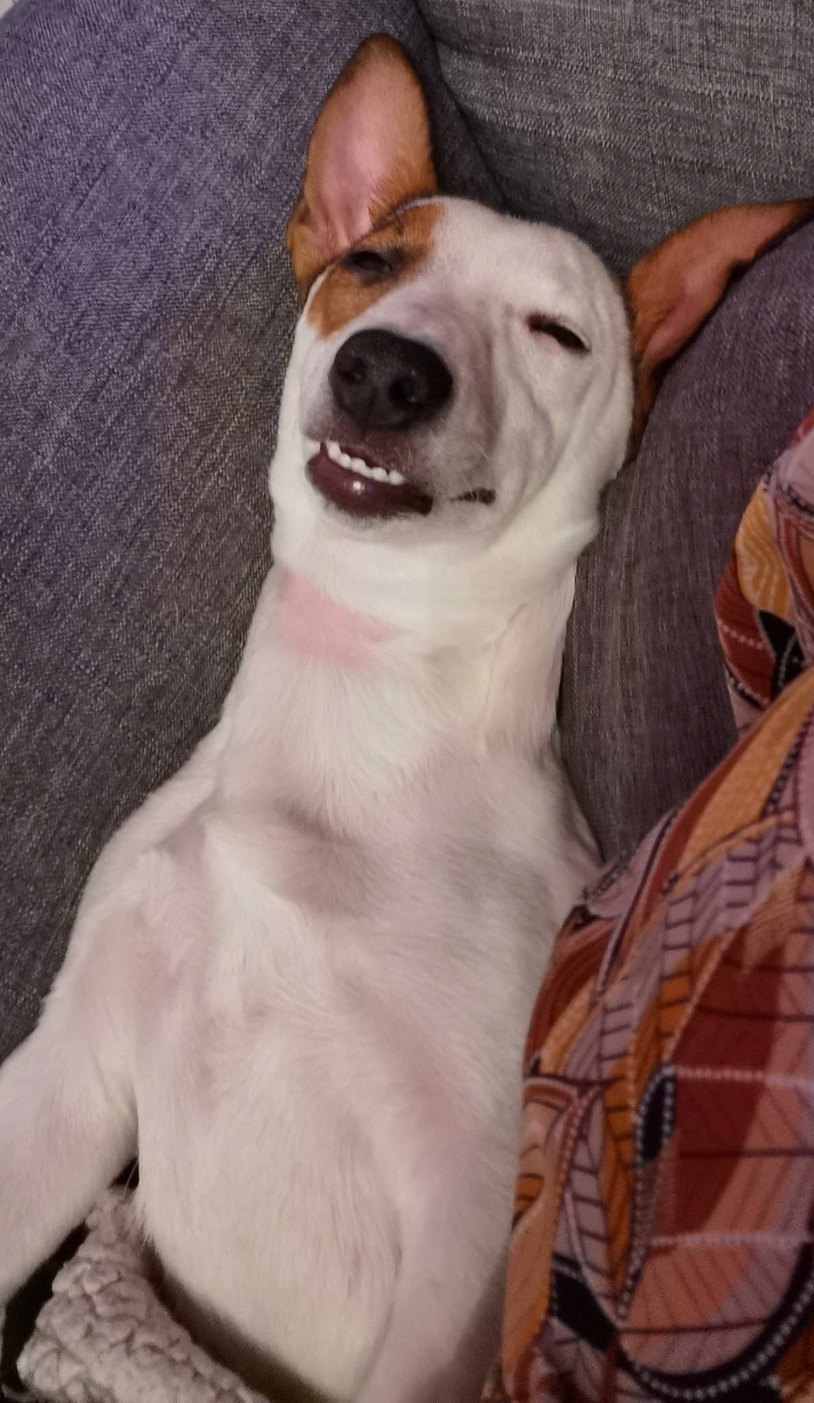 Princesse participe au concours pour gagner de l'argent avec cette photo : ancient_dog_breeds, canidae, carnivore, dog, dog_breed, ear, fawn, feist, mammal, non_sporting_group, nose, snout, vertebrate, whiskers