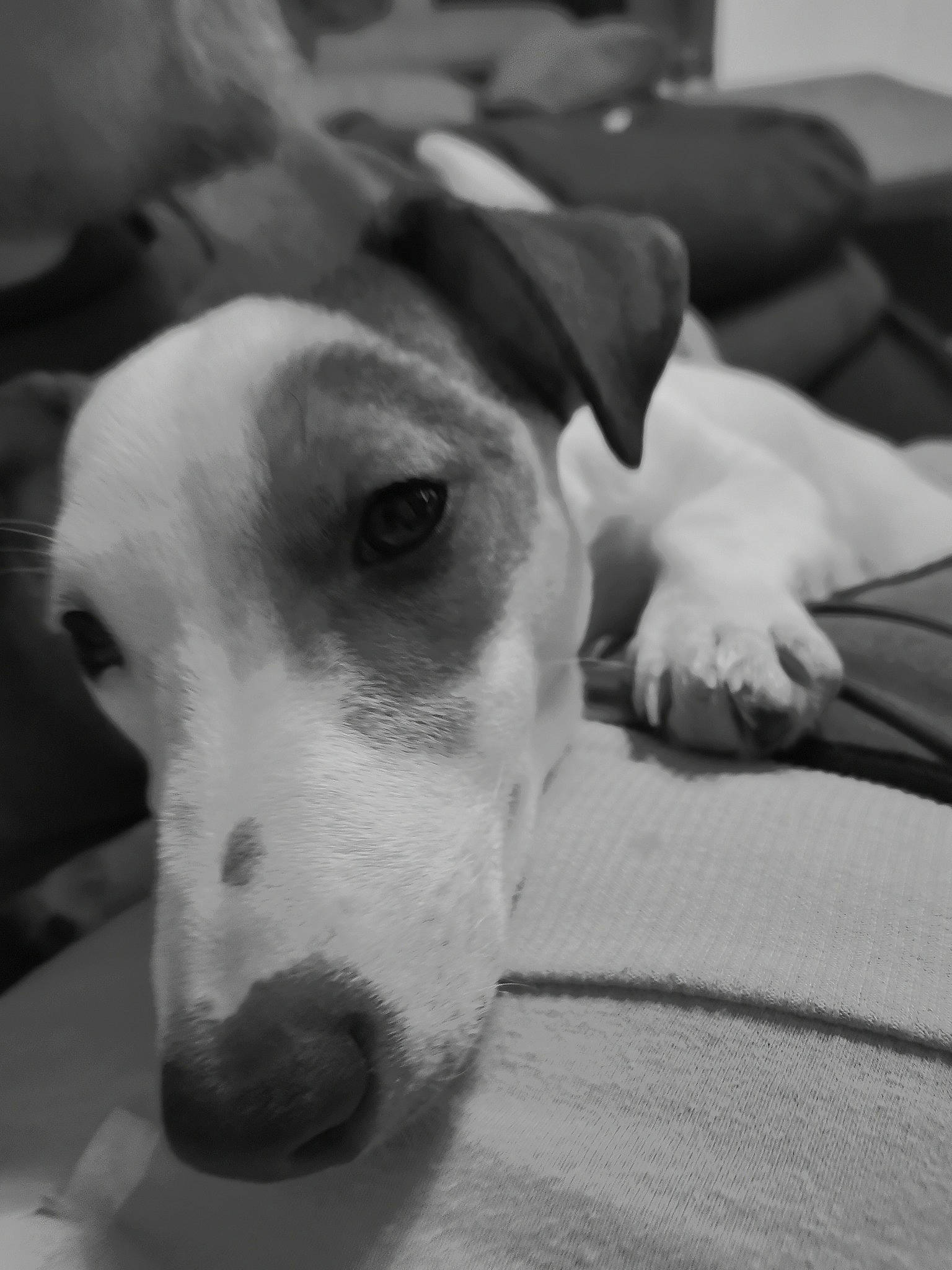 Princesse participe au concours pour gagner de l'argent avec cette photo : black_and_white, canidae, carnivore, dog, dog_breed, ear, greyhound, head, ibizan_hound, lurcher, mammal, monochrome, nose, rare_breed_dog, snout, vertebrate, whippet, whiskers