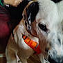 dog, white, black_spots, orange_harness, indoor, person, hand, sitting, fur, close_up, pet, animal, canine, floor, clothing, human, companion, domestic, friend, blurred
