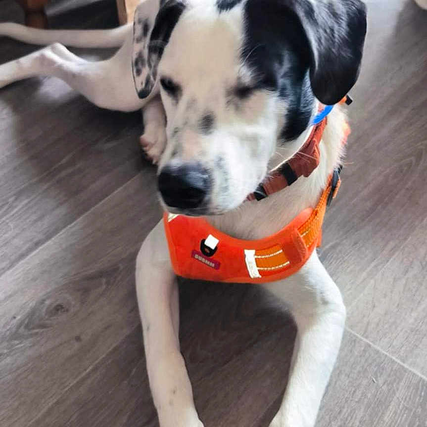 Pogo participe au concours pour gagner de l'argent avec cette photo : animal, black_and_white, canine, closeup, companion, dog, domestic, flooring, household, indoor, lying_down, orange_harness, paw, peaceful, pet, quiet, resting, sleeping, wooden_chair, wooden_floor
