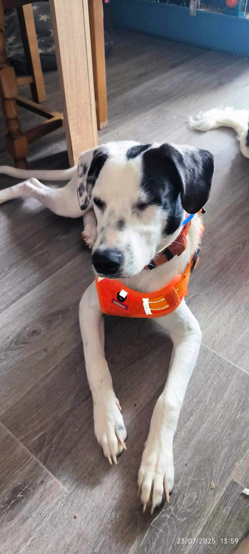 Pogo