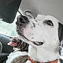 dog, car, seat, collar, window, tongue, pet, animal, inside, transportation, happy, closeup, white, brown, black, fur, sideview, adventure, companion, resting
