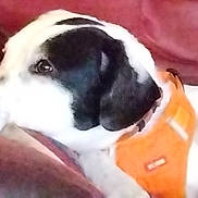 Pogo a rejoint le concours — aidez-le/la à gagner de superbes lots ! dog, black_and_white, orange_harness, couch, indoor, pet, animal, close_up, resting, fur, ears, snout, side_view, domestic_animal, companion, canine, relaxing, furniture, portrait, cute