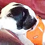 dog, black_and_white, orange_harness, couch, indoor, pet, animal, close_up, resting, fur, ears, snout, side_view, domestic_animal, companion, canine, relaxing, furniture, portrait, cute