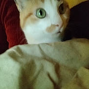 Kiwi participe au concours pour gagner de l'argent avec cette photo : cat, green_eyes, close_up, blanket, fabric, red, white, orange, fur, pet, indoor, blur, dim_light, animal, whiskers, face, cute, cozy, soft, domestic