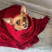 Tito joined the competition — help win amazing prizes! dog, small_dog, towel, red_towel, wrapped, floor, marble_floor, indoor, pet, cute, looking_up, ears_up, brown_dog, wet_dog, curious_eyes, snug, bath_time, home, animal, companion