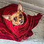 dog, small_dog, towel, red_towel, wrapped, floor, marble_floor, indoor, pet, cute, looking_up, ears_up, brown_dog, wet_dog, curious_eyes, snug, bath_time, home, animal, companion