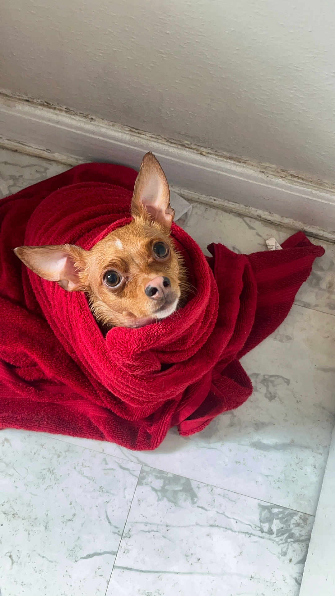 Tito
