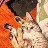 Miso joined the competition — help win amazing prizes! kitten, cat, animal, pet, lying_down, belly_up, paws, claws, tongue, playful, cute, tabby, spotted_fur, striped_fur, indoor, blanket, orange_blanket, green_blanket, close_up, portrait