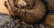 Miso joined the competition — help win amazing prizes! bed, blanket, brown, cat, closed_eyes, cozy, curled_up, cute, furry, indoors, kitten, pet, plush, portrait, relaxed, sleeping, snuggled, striped, tabby, whiskers
