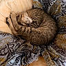 cat, kitten, tabby, sleeping, curled_up, cozy, blanket, plush, indoors, pet, furry, whiskers, closed_eyes, relaxed, cute, brown, striped, snuggled, bed, portrait