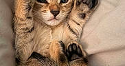 Miso joined the competition — help win amazing prizes! kitten, cat, feline, pet, animal, fur, tabby, brown, blue_eyes, paws, toe_beans, belly_up, lying_down, relaxed, playful, cute, bed, blanket, indoors, portrait