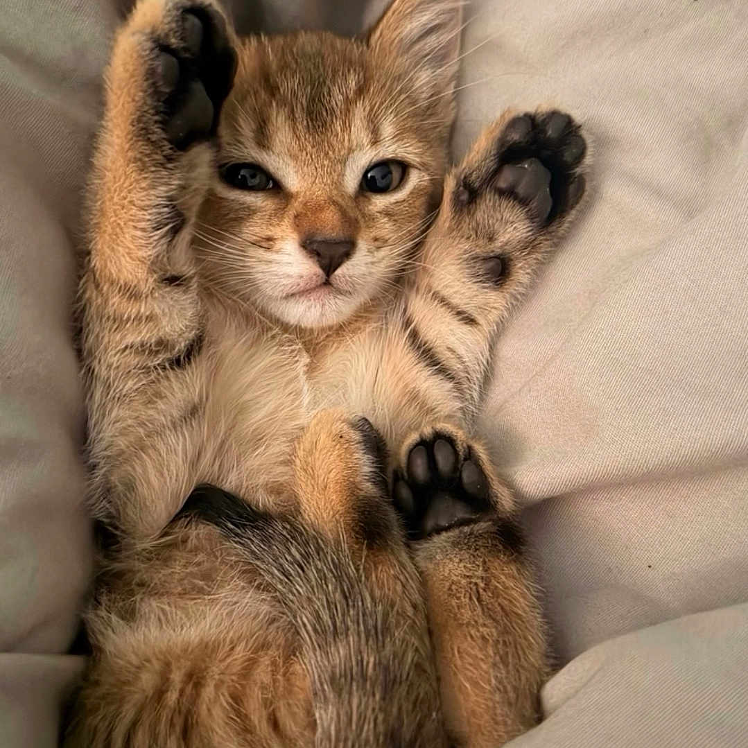 Miso