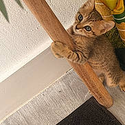 Miso is registered to the contest to win money with this photo: cat, kitten, tabby, animal, pet, feline, portrait, close_up, climbing, playful, curious, green_eyes, whiskers, fur, wood, furniture, houseplant, indoor, floor, funny