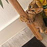 cat, kitten, tabby, animal, pet, feline, portrait, close_up, climbing, playful, curious, green_eyes, whiskers, fur, wood, furniture, houseplant, indoor, floor, funny
