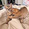 Miso joined the competition — help win amazing prizes! bed, bedding, bedroom, blanket, brown_cat, cat, cuddling, cute, ears, fur, indoor, kitten, orange_cat, paw, pet, portrait, sleeping, tabby, two_cats, whiskers
