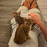 Miso is registered to the contest to win money with this photo: cat, kitten, kittens, pet, animal, feline, tabby, brown_cat, gray_cat, sitting, lap, person, legs, shorts, socks, indoor, floor, home, portrait, cute