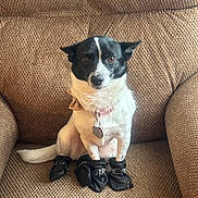 Snoopy is registered to the contest to win money with this photo: alert, animal, black_and_white, booties, calm, chair, collar, companion, cute, dog, domestic, four_booties, furniture, indoor, looking_at_camera, pet, seated, small_dog, tag, textured_fabric
