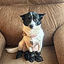alert, animal, black_and_white, booties, calm, chair, collar, companion, cute, dog, domestic, four_booties, furniture, indoor, looking_at_camera, pet, seated, small_dog, tag, textured_fabric