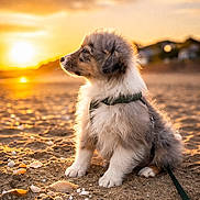 Aslan a rejoint le concours — aidez-le/la à gagner de superbes lots ! puppy, dog, beach, sunset, sand, seashells, outdoor, sunlight, animal, pet, fluffy, leash, nature, sky, golden_hour, cute, young_dog, side_profile, calm, scenic