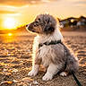 puppy, dog, beach, sunset, sand, seashells, outdoor, sunlight, animal, pet, fluffy, leash, nature, sky, golden_hour, cute, young_dog, side_profile, calm, scenic