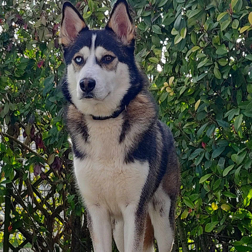 Oscar participe au concours pour gagner de l'argent avec cette photo : alert, animal, blue_eye, brown_eye, canine, collar, dog, ears, foliage, fur, greenery, heterochromia, husky, muzzle, nature, outdoor, pet, portrait, quiet, standing