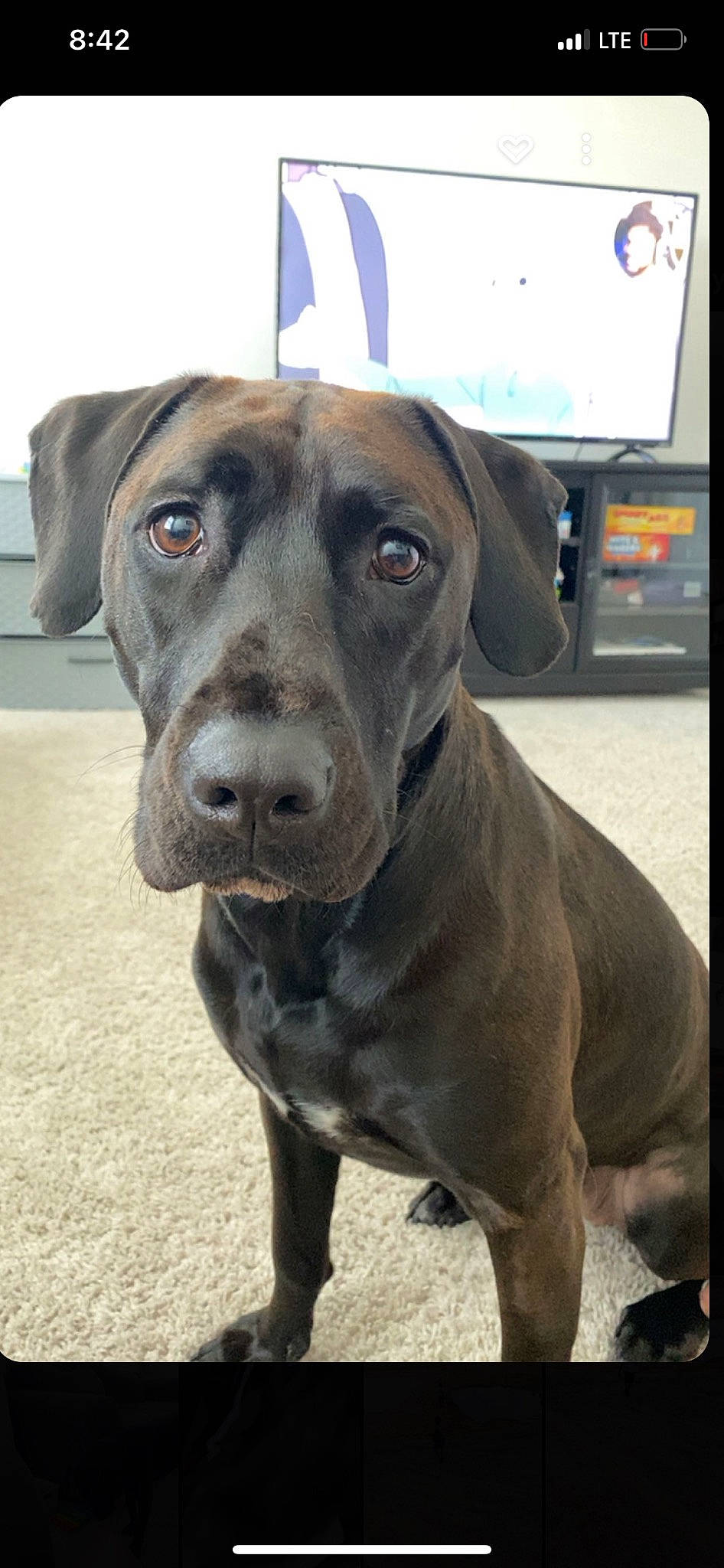 Willow joined the competition — help win amazing prizes! borador, canidae, carnivore, collar, companion_dog, dog, dog_breed, dog_collar, eye, fawn, fur, liver, metal, non_sporting_group, snout, sporting_group, television, whiskers, working_animal, working_dog