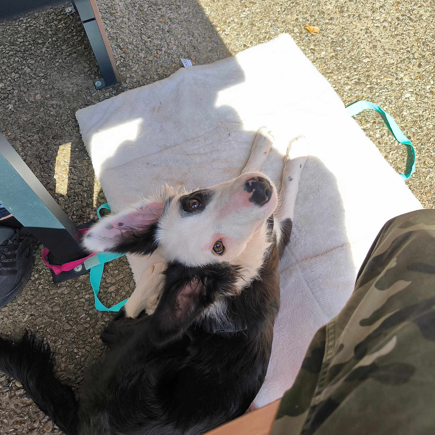 Vénus participe au concours pour gagner de l'argent avec cette photo : accessories, animal, bag, canine, clothing, dog, footwear, furniture, handbag, hound, husky, leash, person, pet, plywood, puppy, shoe, slate, strap, wood