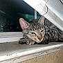 Stevie is registered to the contest to win money with this photo: cat, tabby, windowsill, window, night, sleepy, animal, pet, feline, closeup, resting, indoor, dusty, cobweb, face, ears, whiskers, paw, fur, yellow_eyes