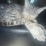 Stevie joined the competition — help win amazing prizes! cat, tabby, sleeping, paws, leather, black, feline, pet, domestic, animal, cozy, curled_up, resting, indoor, quiet, fur, whiskers, ears, closeup, peaceful